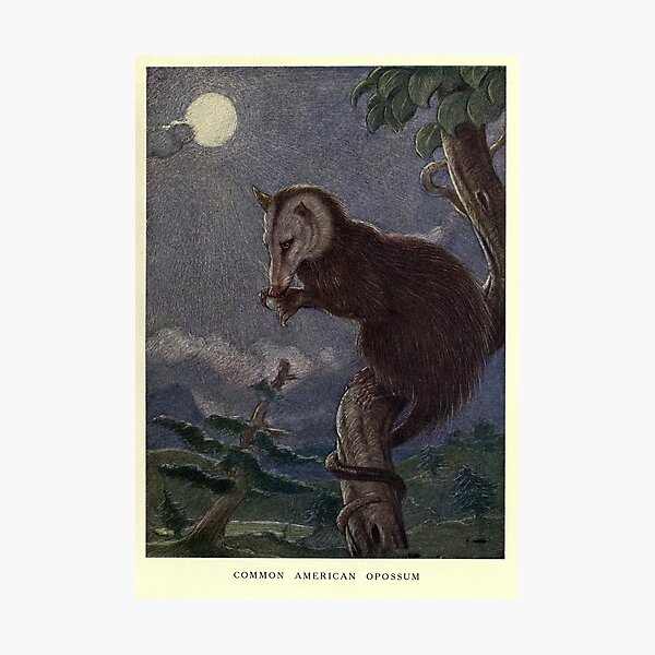 Item preview, Vintage Possum Painting (1909) designed and sold by BravuraMedia.