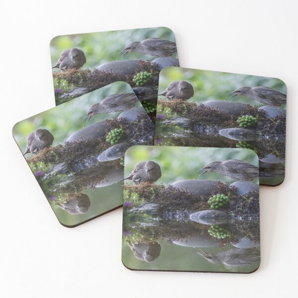 Item preview, Fledgling Starlings in reflection designed and sold by Adrian Rowley.