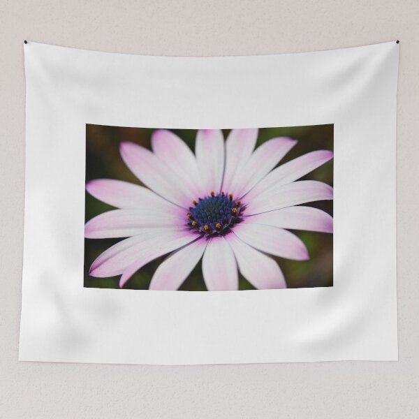 Item preview, Macro shoot osteospermum chamomile on dark natural background designed and sold by sabanuluca.