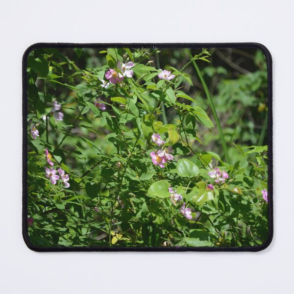 Item preview, Pink Climbing Prairie Rose designed and sold by This and That.