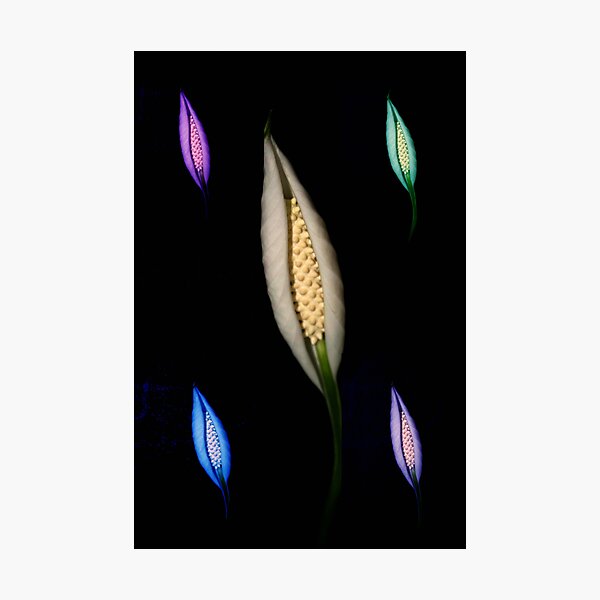 Item preview, Peace Lily Colors designed and sold by RebeccaBlackman.
