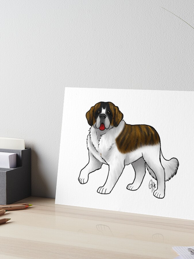 Saint Bernard - Brindle and White