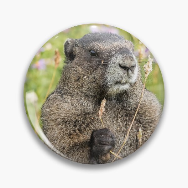 Item preview, Hoary Marmot Pulling a Stalk designed and sold by Belinda Greb Photography.