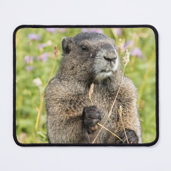 Item preview, Hoary Marmot Pulling a Stalk designed and sold by Belinda Greb Photography.