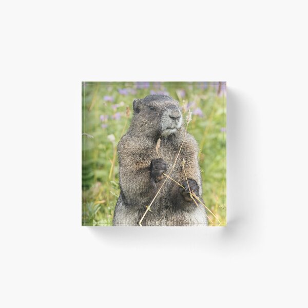 Item preview, Hoary Marmot Pulling a Stalk designed and sold by Belinda Greb Photography.