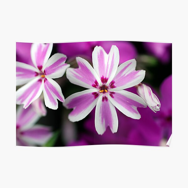 Phlox Poster