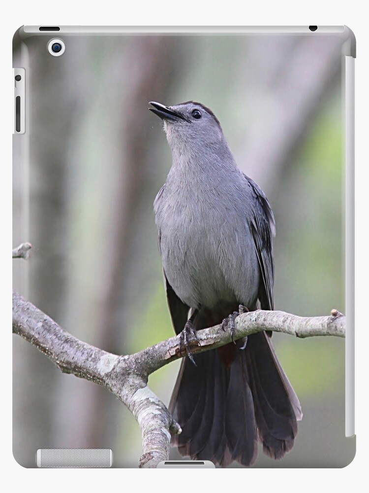 I Ll Sing For You Gray Catbird Ipad Case Skin By Backyardwonders Redbubble