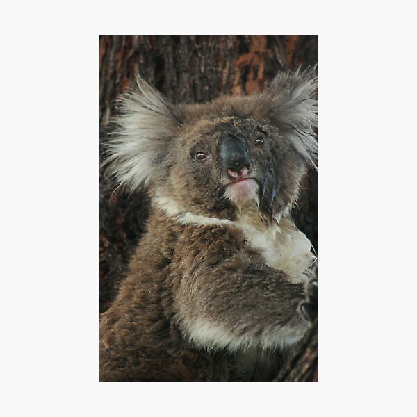Item preview, King Koala designed and sold by OzShell.