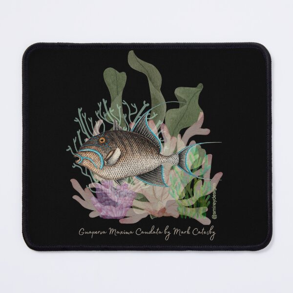 Item preview, Guaperva Maxima Caudata by Mark Catesby designed and sold by smirey designs.