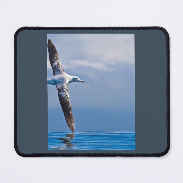 Item preview, Wandering Albatross - New Zealand Photographic Print 	 designed and sold by snnzkpommxx24.