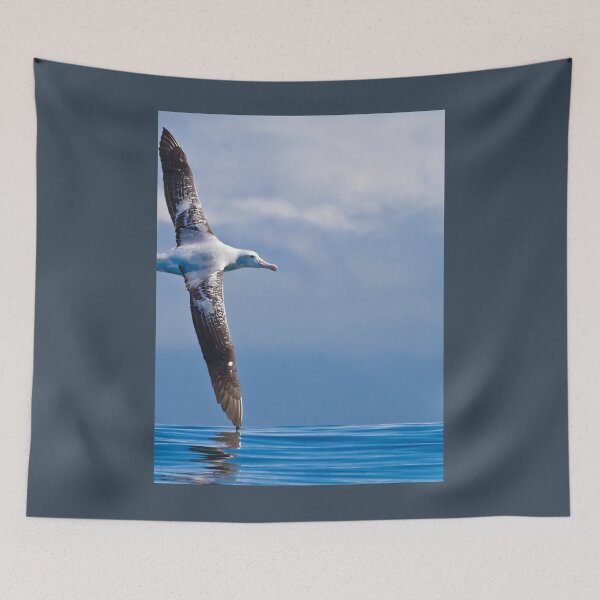 Item preview, Wandering Albatross - New Zealand Photographic Print 	 designed and sold by snnzkpommxx24.