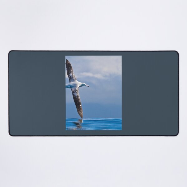 Item preview, Wandering Albatross - New Zealand Photographic Print 	 designed and sold by snnzkpommxx24.