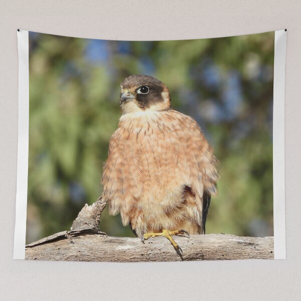 Item preview, Australian Hobby designed and sold by Mark Grimsley.
