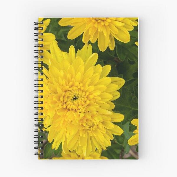 Item preview, Yellow Chrysanthemums designed and sold by polyhymnia14.