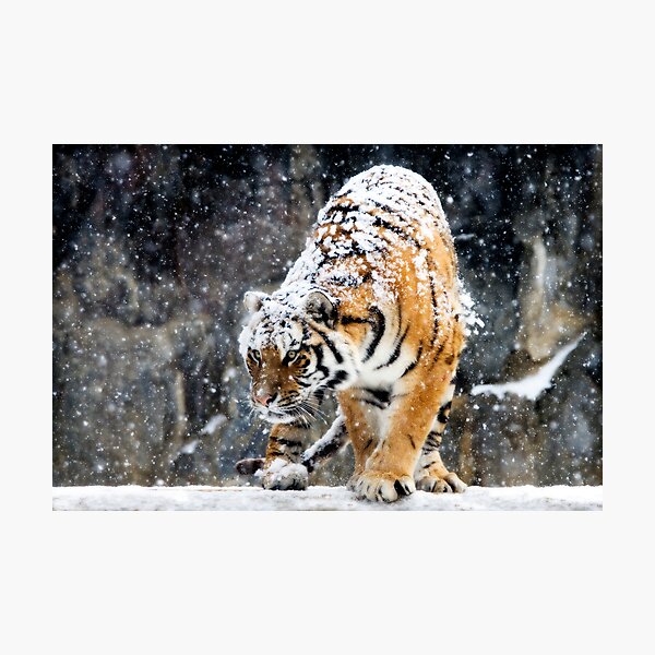 Focussed Photographic Print
