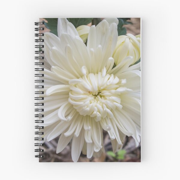 Item preview, White Chrysanthemum designed and sold by polyhymnia14.