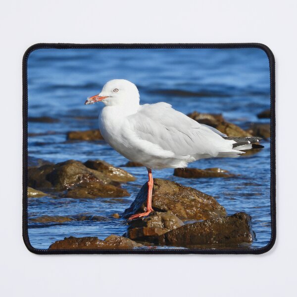 Item preview, Silver Gull, sea Gull, on beach rocks designed and sold by Mark Grimsley.