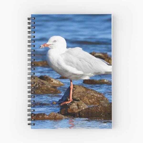 Item preview, Silver Gull, sea Gull, on beach rocks designed and sold by Mark Grimsley.