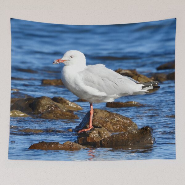 Item preview, Silver Gull, sea Gull, on beach rocks designed and sold by Mark Grimsley.