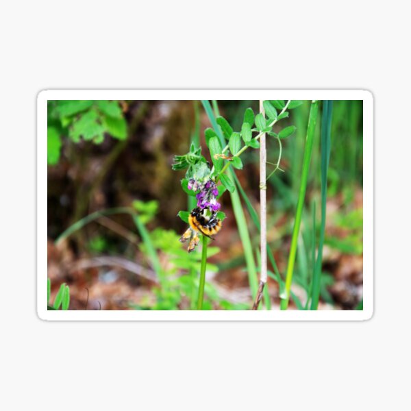 Bee On Vetch Sticker