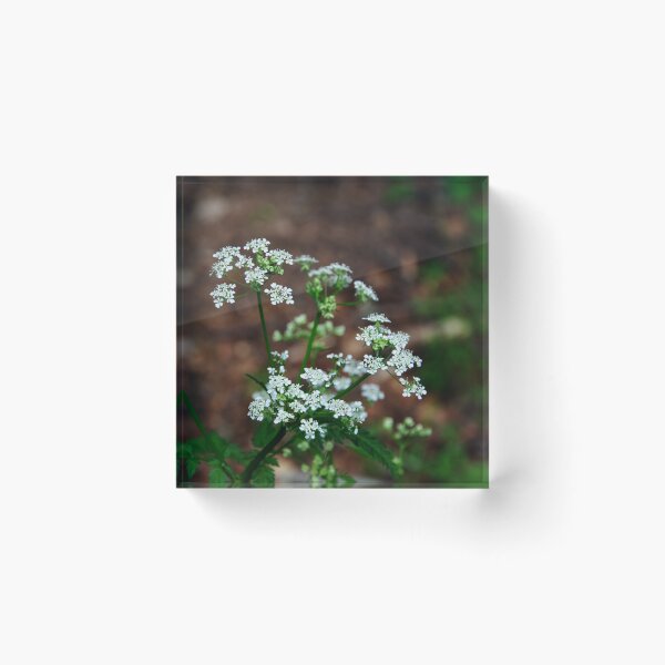Item preview, Cow Parsley designed and sold by Alternative Perspectives.