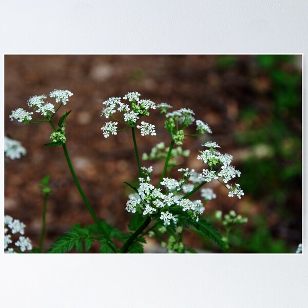 Item preview, Cow Parsley designed and sold by Alternative Perspectives.