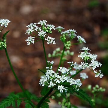 Artwork thumbnail, Cow Parsley by Alternative Perspectives