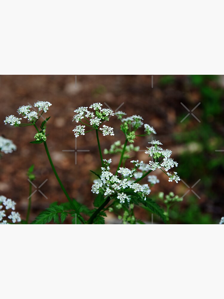 Thumbnail 3 of 3, Sticker, Cow Parsley designed and sold by SiobhanFraser.