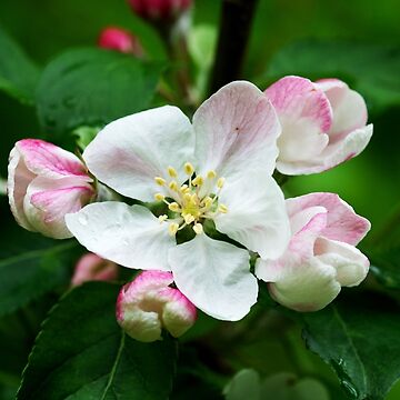 Artwork thumbnail, Crab Apple by Alternative Perspectives