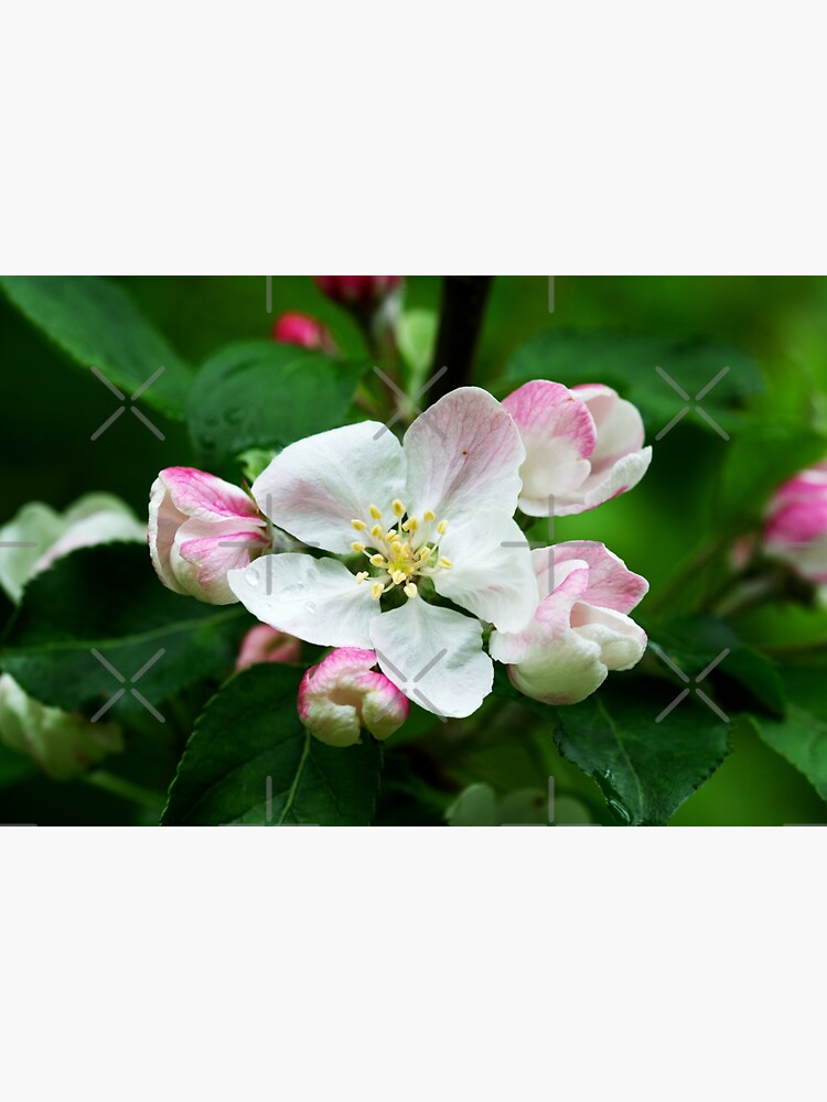 Thumbnail 3 of 3, Sticker, Crab Apple designed and sold by SiobhanFraser.