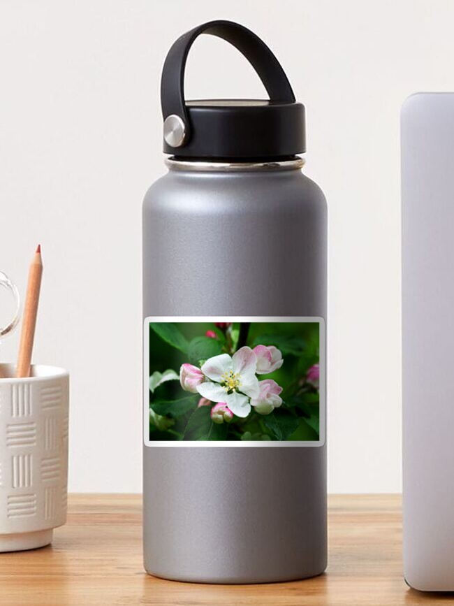 Thumbnail 1 of 3, Sticker, Crab Apple designed and sold by SiobhanFraser.