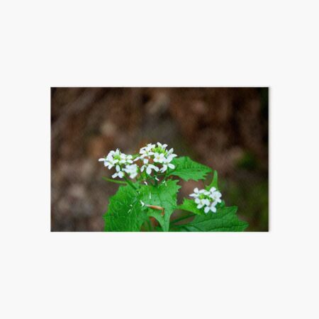 Garlic Mustard Art Board Print