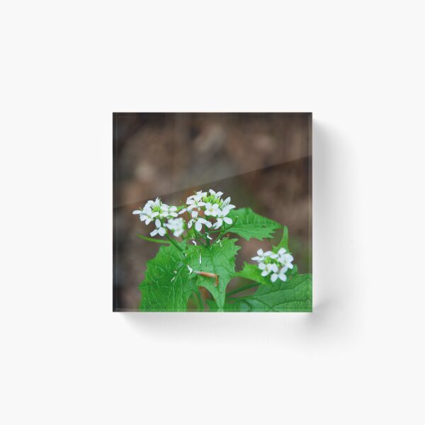 Garlic Mustard Acrylic Block