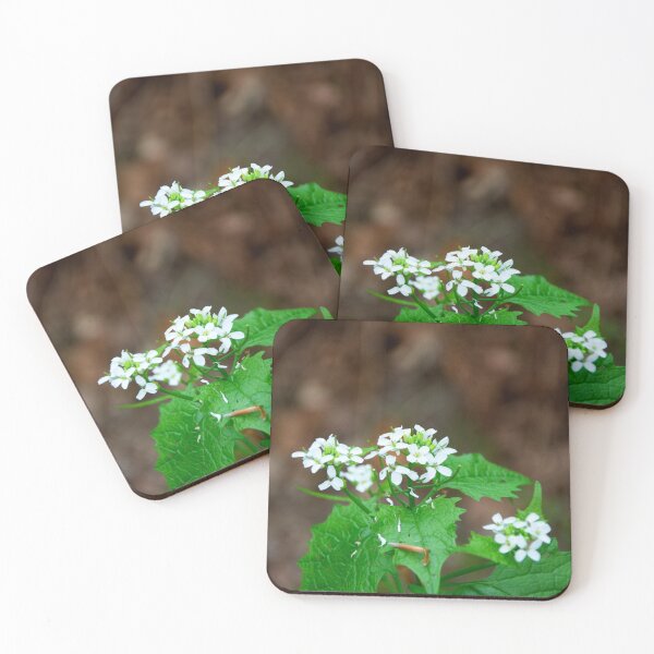 Garlic Mustard Coasters (Set of 4)