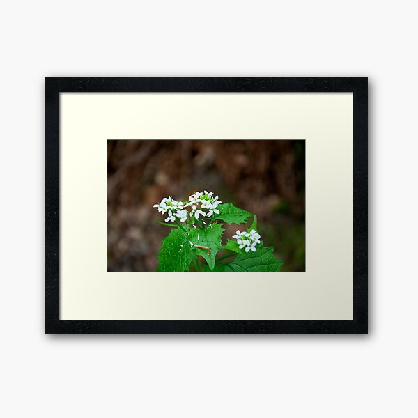 Garlic Mustard Framed Art Print