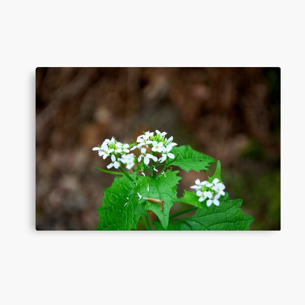 Garlic Mustard Canvas Print