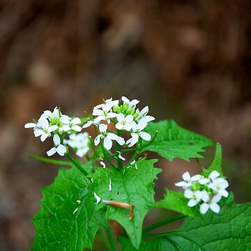 Artwork thumbnail, Garlic Mustard by Alternative Perspectives