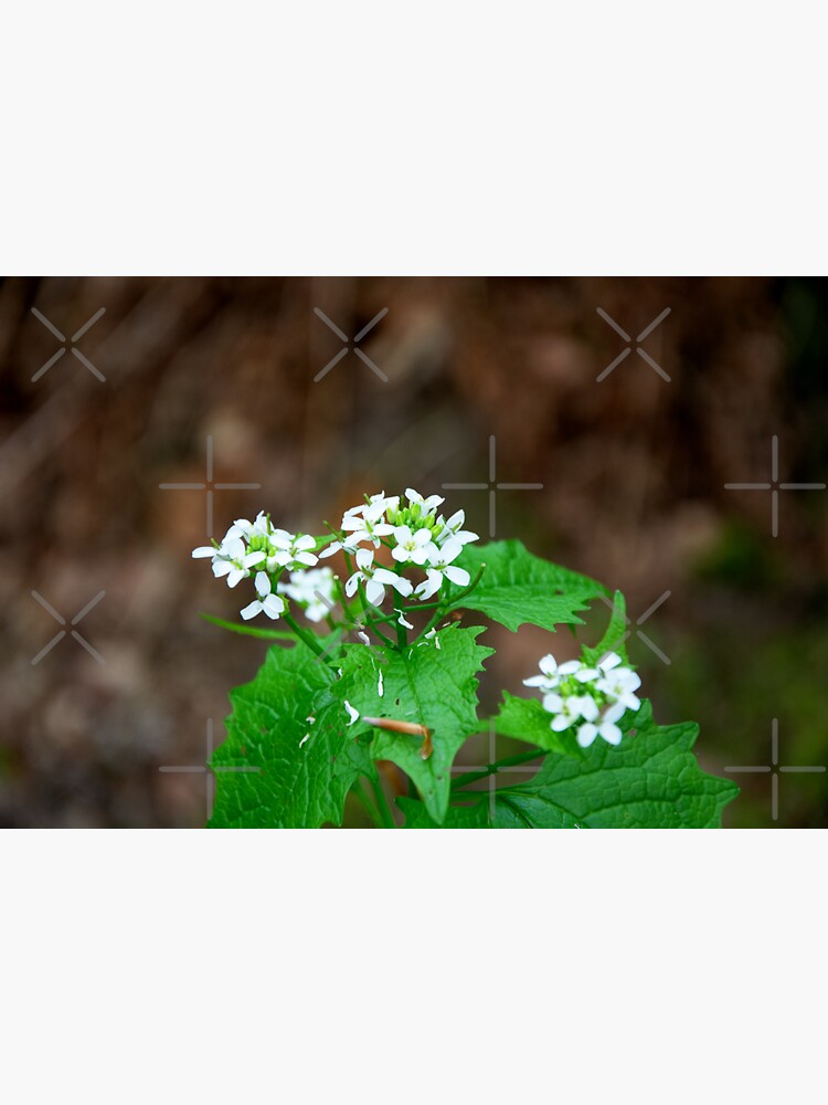 Thumbnail 3 of 3, Sticker, Garlic Mustard designed and sold by SiobhanFraser.