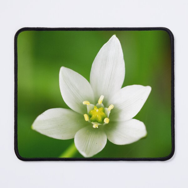Star of Bethlehem Mouse Pad