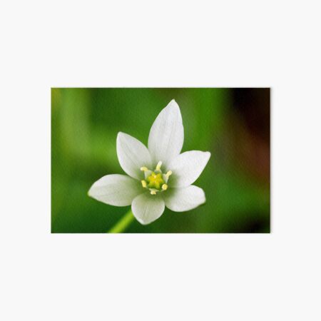 Star of Bethlehem Art Board Print