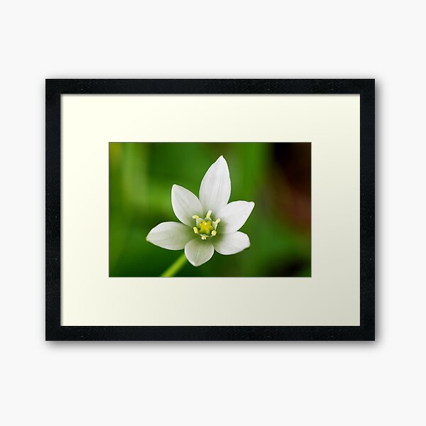 Star of Bethlehem Framed Art Print