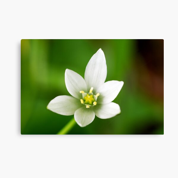 Star of Bethlehem Canvas Print
