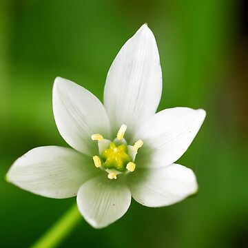 Artwork thumbnail, Star of Bethlehem by Alternative Perspectives