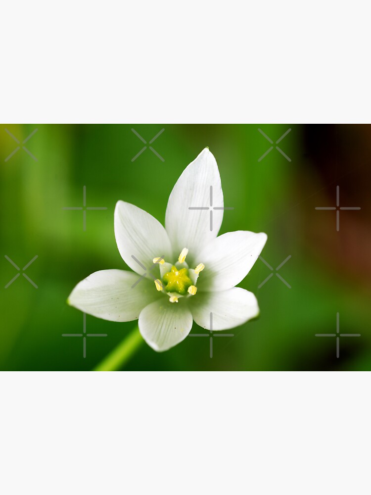 Thumbnail 3 of 3, Sticker, Star of Bethlehem designed and sold by SiobhanFraser.