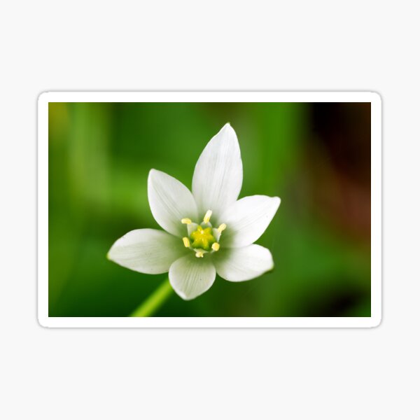 Star of Bethlehem Sticker