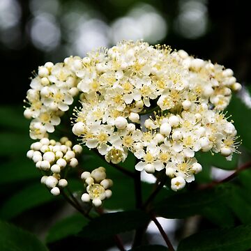 Artwork thumbnail, Rowan Flowers by Alternative Perspectives