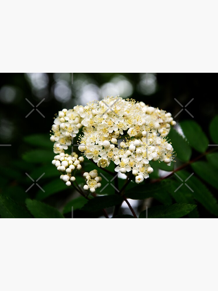 Thumbnail 3 of 3, Sticker, Rowan Flowers designed and sold by SiobhanFraser.