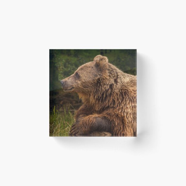 Item preview, Portrait of content brown bear resting on a log designed and sold by bailey-cooper.