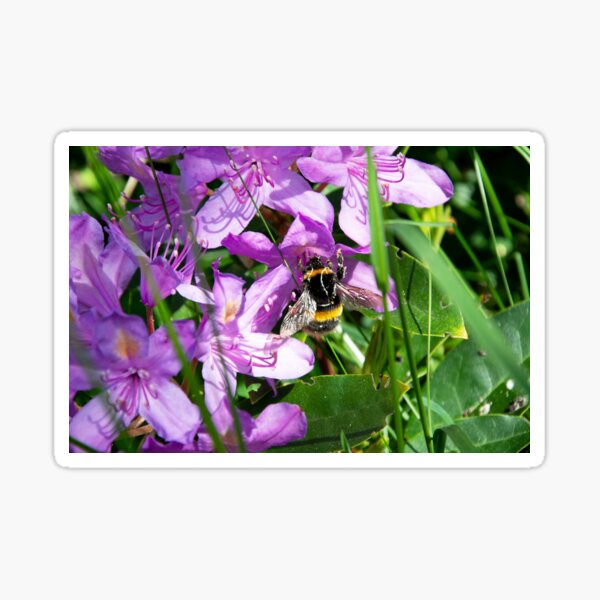 Bee on Rhododendron Sticker