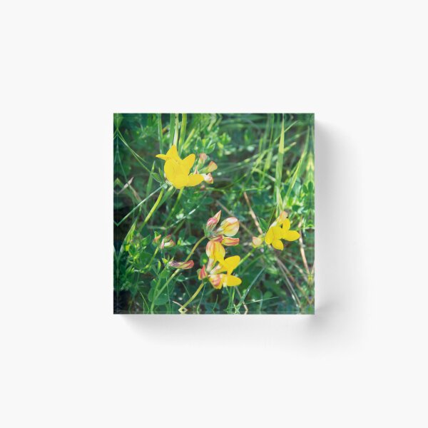 Item preview, Birds Foot Trefoil designed and sold by Alternative Perspectives.
